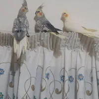 عروس هلندی رام دستی و نیم دستی