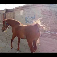 اسب ۳به۴سال|اسب و تجهیزات اسب‌سواری|بکتاش, |دیوار