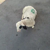 بزرگ ترین گوسفند فروشی با۲۵سال سابقه درکلمه وحومه