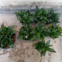 گل طبیعی با قیمت استثنایی