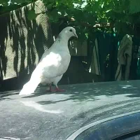 کبوتر