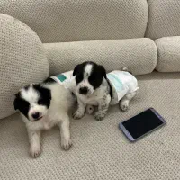 واگذاری فوری رایگان