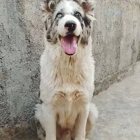 سگ نر قهدرجونی