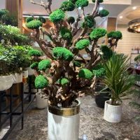 درخت جاودان (بدون نیاز به آب)