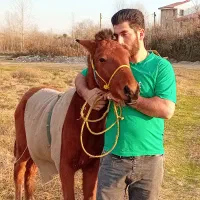 خرید فروش|اسب و تجهیزات اسب‌سواری|ماسال, |دیوار