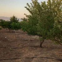 باغ شهر|فروش زمین و ملک کلنگی|سلطانیه, |دیوار