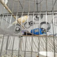 قناری نر سوپر