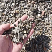 فروش تخمه آفتابگردان کانادایی