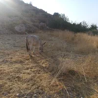 الاغ گندی|حیوانات مزرعه|کازرون, |دیوار