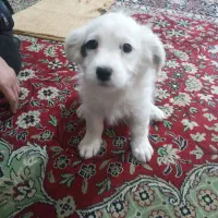 سگ های شیتزو|سگ|خمینی‌شهر, |دیوار