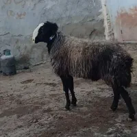 شیشک قوچ اصیل شال فروشی