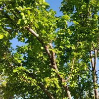 فروش باغ|فروش خانه و ویلا|یامچی, |دیوار