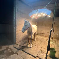 اسب مادیون یسرخارجی|اسب و تجهیزات اسبسواری|پاکدشت, پاکدشت (مامازند)|دیوار