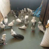 کفتر|پرنده|بیضا, |دیوار