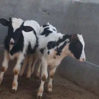 گوساله نر و میش بره|حیوانات مزرعه|قم, قلعه صدری|دیوار