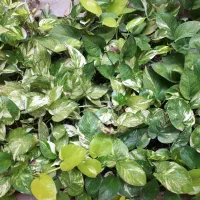 پتوس|گل و گیاه طبیعی|قشم, |دیوار