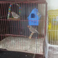 یک جفت عروس هلندی زیبا|پرنده|شیروان (خراسان), |دیوار