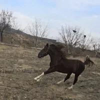 اسب نژاد کرد.|اسب و تجهیزات اسب‌سواری|خلجستان, |دیوار