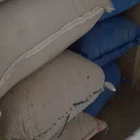 گندم تمیز