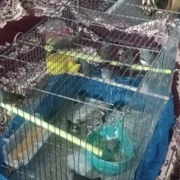 فنچ بازی گوش و سالم وسرحال|پرنده|تبریز, |دیوار