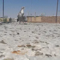 جوجه جونه ریش هفت رنگ کاکلی