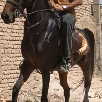 مادیان پنج دنگ شکم خوب سواری دار
