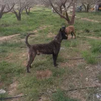 سگ مالینویز داچ