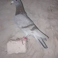 اوقون‌و ابلق پرشی|پرنده|تربت جام, میان جام|دیوار