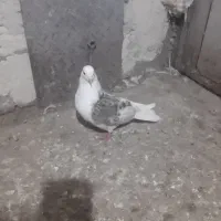 طوقی اویناق|پرنده|نمین, |دیوار