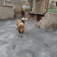 گوسفند|حیوانات مزرعه|بروجرد, |دیوار