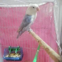 کوتوله ماده اماده