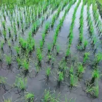 ۳۰۰۰متر زمین کشاورزی فروشی|فروش دفتر صنعتی، کشاورزی، تجاری|لیسار, |دیوار