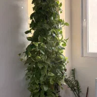 گل پتوس مرمری