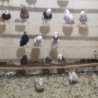 کفتر  بصورت گنجه بر