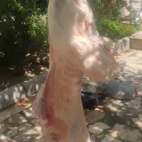 گوسفند زنده باترازوی دیجیتال|حیوانات مزرعه|کرج, کیانمهر|دیوار