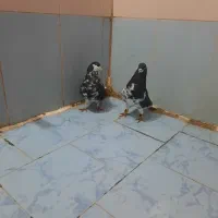 جفت کفتر شهری