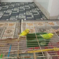 دو عدد مرغ عشق نروماده