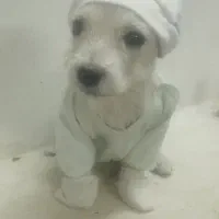 2 قلاده توله 5 ماهه نژاد اشپیتز نر و ماده|سگ|دامغان, |دیوار