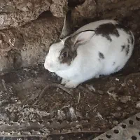 نروماده جفت خرگوش