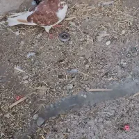 کبوتر گرفتنی