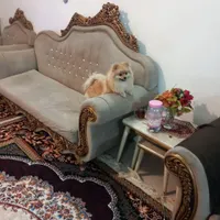 سگ پامر ماده. سالم شناس نامه داره|سگ|سبزوار, توحیدشهر|دیوار