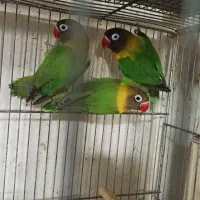 کوتوله|پرنده|قم, باجک یک|دیوار
