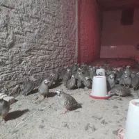 جت هیتر گازی