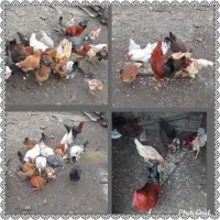 تعدادی مرغ.خروس و جوجه  ب فروش میرسد.