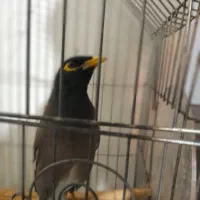 مرغ مینا|پرنده|زنجان, |دیوار