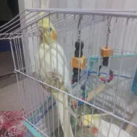 هلندی ماده لوتینو|پرنده|دوگنبدان, |دیوار