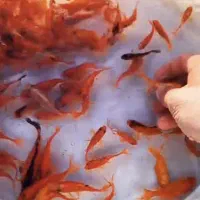 انواع ماهی عمده قرمزشب عید