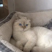 دو اسکاتیش سیلور و سفید
