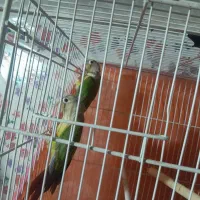 مولد به شرط تخم و جوجه