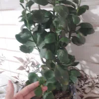 کود|گل و گیاه طبیعی|خرمآباد, |دیوار